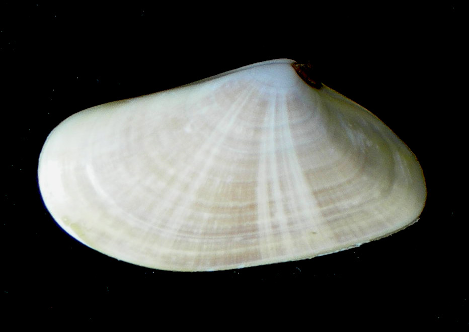 donax vittatus